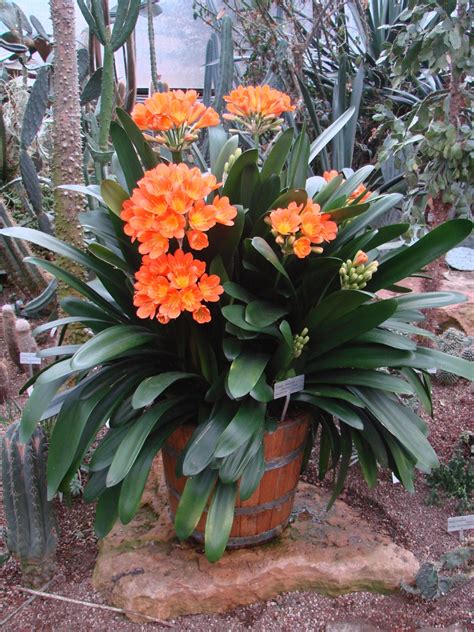 Clivia miniata (Clivia, Clivia Lily, Flame Lily, Kaffir Lily, September Lily) | North Carolina ...