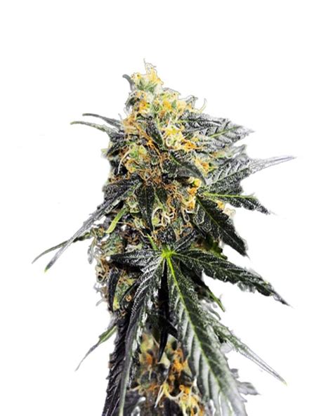 Garanimals Strain Feminized Cannabis Seeds - Rocket Seeds