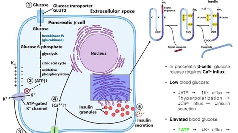 The Mechanism of Insulin Release by Pancreatic β-cells - YouTube