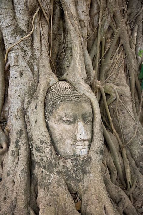 Buddha head in a bodhi tree in Wat Phra Mahathat, Ayutthaya | Fire ...