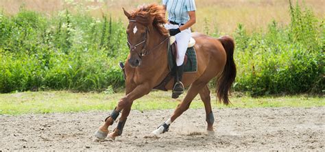 Why Your Horse Speeds Up at the Canter - The Refined Rider