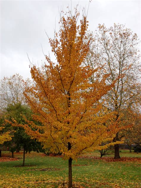 Tree Profile for the Emerald Sunshine Elm - Urban Forest Nursery, Inc.