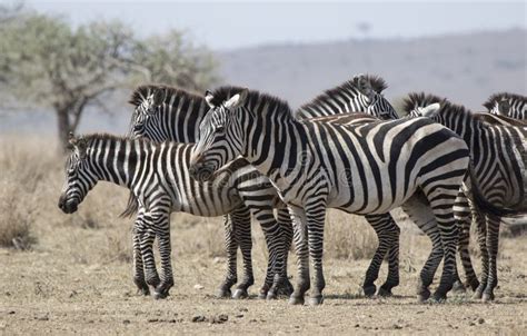 Herd Plains Zebras Resting in the Savannah on a Hot Day during T Stock ...