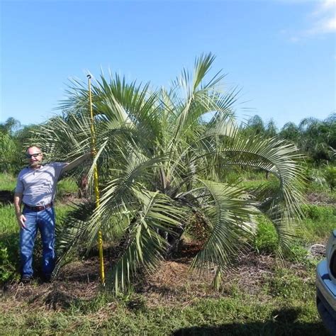 Pindo Palm | Butia Capitata | Palmco - Wholesale Palms, Florida