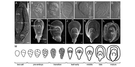 Transcriptome Dynamics and Gene Activities during Embryo and Grain ...