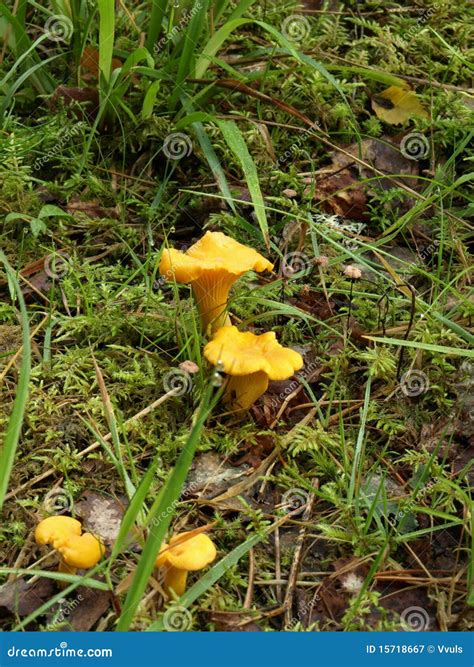 Golden chanterelle stock image. Image of golden, chanterelle - 15718667