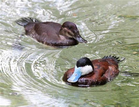 Male And Female Ruddy Duck. The Ruddy Duck (Oxyura jamaicensis) is a ...