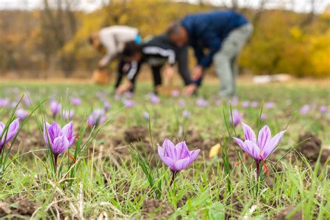 How is saffron harvested - Saffron Uses