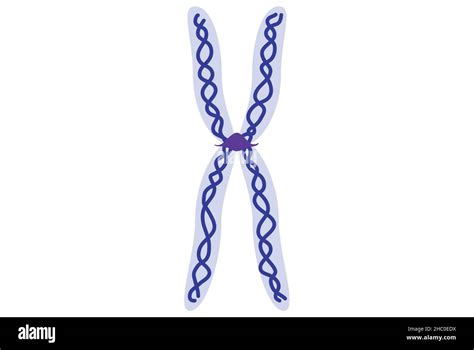 Chromatid Structure