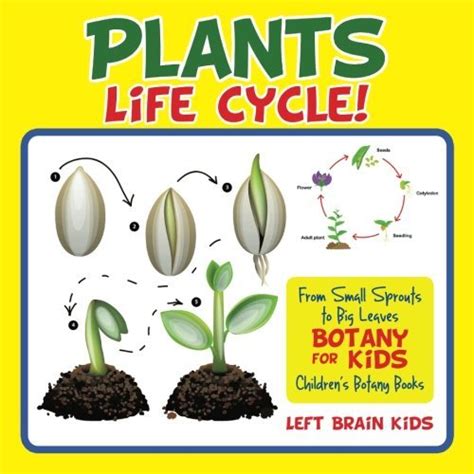 Printable Botany Projects for Kids and Learning Leaf Activities - The ...