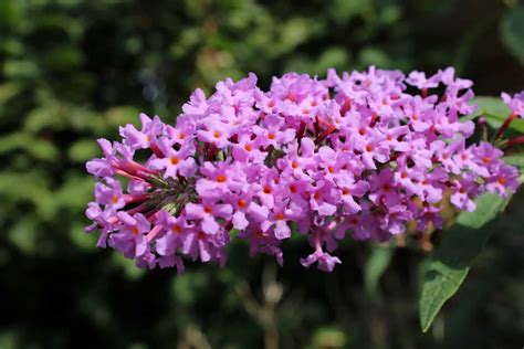 Dwarf Butterfly Bush Varieties: What You Need To Know