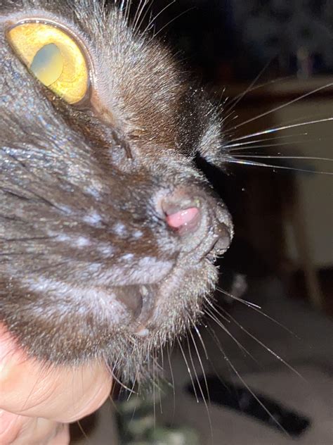 HELP! I think my cat has a nasal polyp. He has been getting treated for an URI but nothing has ...
