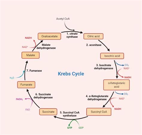 Krebs Cycle: Steps and Products • Microbe Online