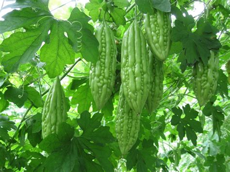 How to grow Bitter Gourd | Growing Bitter Gourd in a container - NatureBring