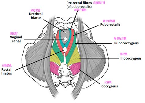真骨盆， 骨盆底 - 知乎
