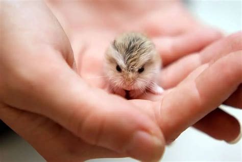 Dwarf Hamsters Color, Behavior, Special Types and Lifespans