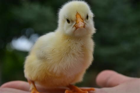 Free stock photo of animal, baby chick, bird