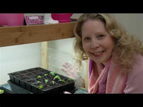 Propogating Clematis Vines using Cuttings - YouTube