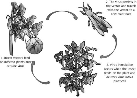 A12 - Disruption of Insect Transmission of Plant Viruses, - Anna E. Whitfield and Dorith ...