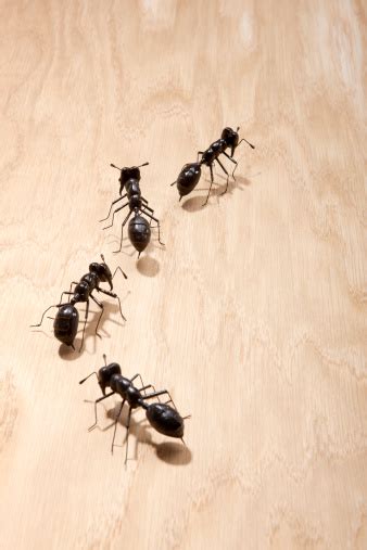 Why Are There So Many Black Ants In My House - House Poster