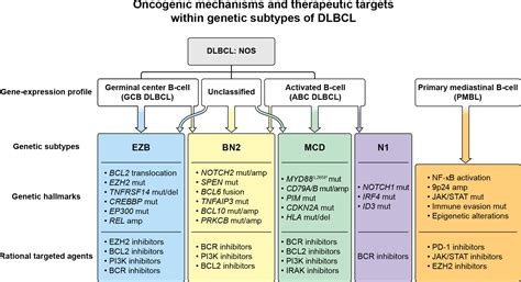 Molecular Classification and Treatment of Diffuse Large B-Cell Lymphoma and Primary Mediastinal ...