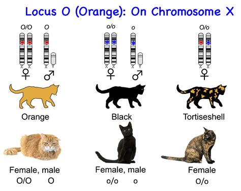 Calico Cat Color Genetics at Sigrid Brown blog