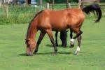 Horse Rear End, Tail Free Stock Photo - Public Domain Pictures