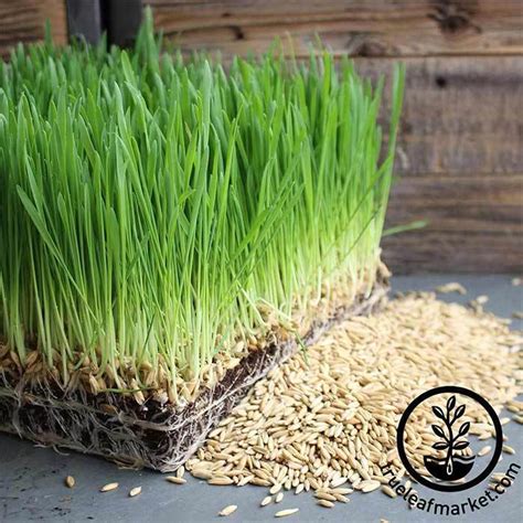 Organic Oats: Whole Oat Grain Seeds | Unhulled Oats, Husk On - Non-GMO