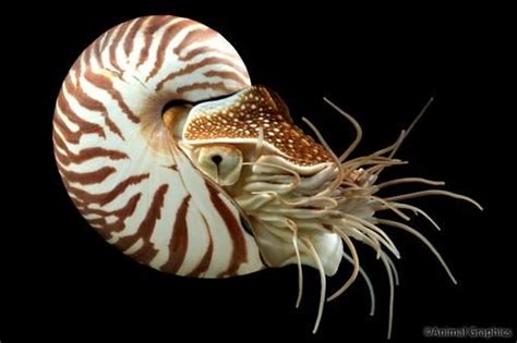 chambered nautilus | Chambered nautilus, Nautilus, Beautiful sea creatures