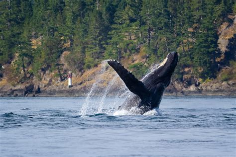 7 Tips for Better Marine Wildlife Photography