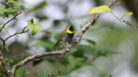 Cuban Grassquit-Male - YouTube