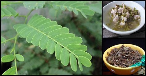 Health Benefits Of Tamarind Leaves We Need To Know | Dr Farrah MD