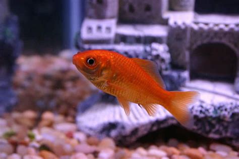 Dropsy Disease in Fish: Causes, Symptoms, Treatment, and Prevention