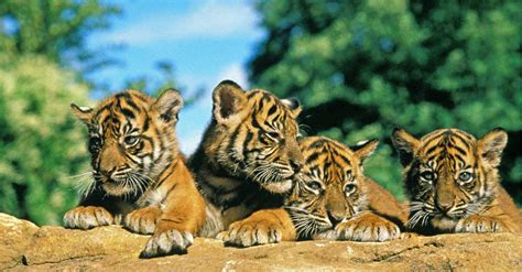 Baby Tiger: 5 Cub Pictures & 5 Facts - IMP WORLD