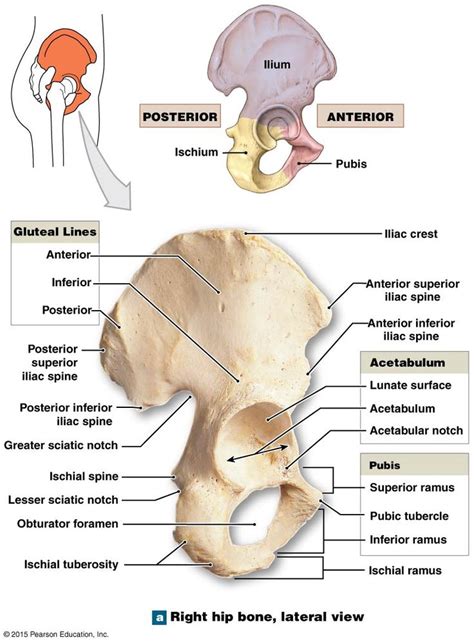 The ischium of the right coxal bone. | Anatomy bones, Human skeleton anatomy, Medical anatomy