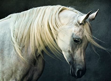 Asil: Photographic Studies of the Purebred Arabian Horse | Medina ...