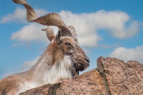 610+ Markhor Goat Head Stock Photos, Pictures & Royalty-Free Images ...