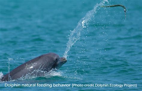 Don't Feed Wild Dolphins – Built with FastComet