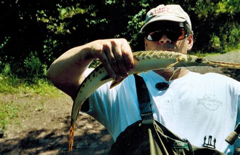 Spotted Gar | Fly Fishing Country