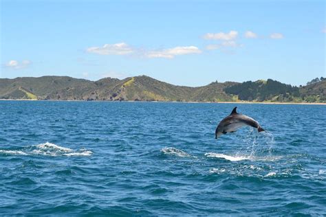 What To Do in Paihia | Top 10 Paihia Activities