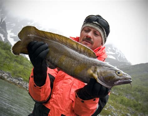 Fishing trophy - torsk stock photo. Image of showing - 10042284