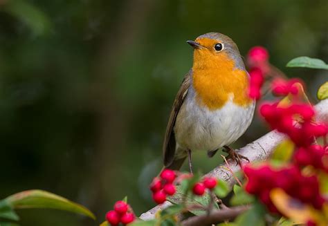 Robin Bird Wallpaper - Bird Info