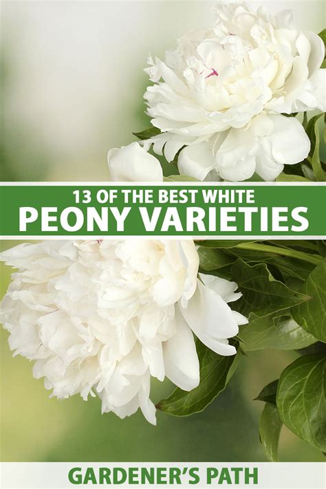 13 of the Best White Peony Varieties to Grow at Home | Gardener’s Path