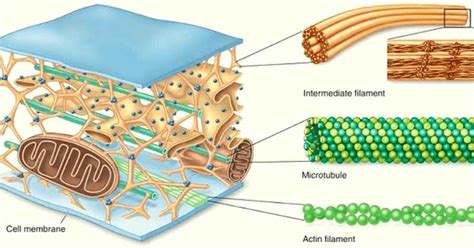 Do Plant Cells Have Cytoskeleton? Functions & Structure - The Gardeners ...