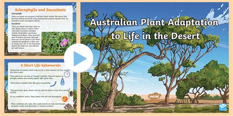 Adaptations of Australian Hot Desert Plants PowerPoint