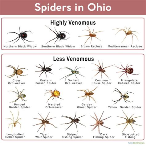 Spiders in Ohio: List with Pictures