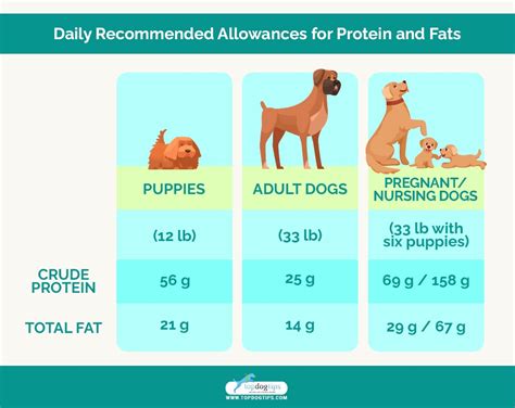 What Are A Dogs Nutritional Requirements