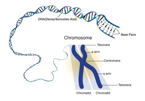 Chromosomes (Location, Structure, Roles in Genetics), Probability and ...