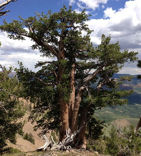 Funding Woes Can Keep Whitebark Pine Off Endangered List