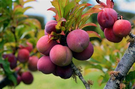 Dwarf Sunrise Gulf Plum | PlantNet® Australia